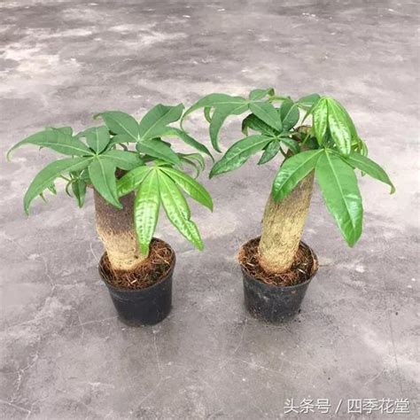 發財樹繁殖|發財樹可以用這四種方式繁殖，以後不用去花市買啦